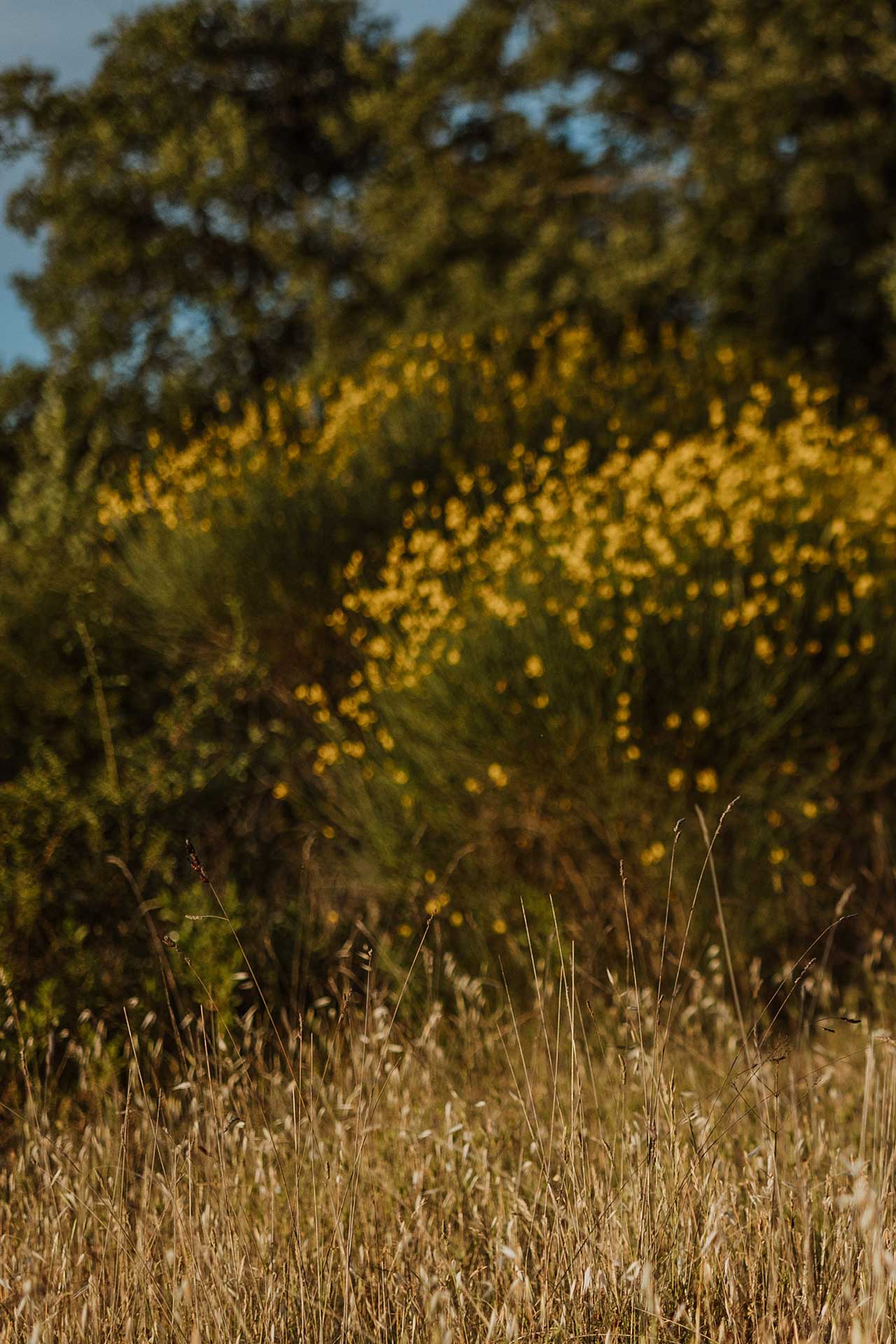 sunset maternity photo shoot tuscany